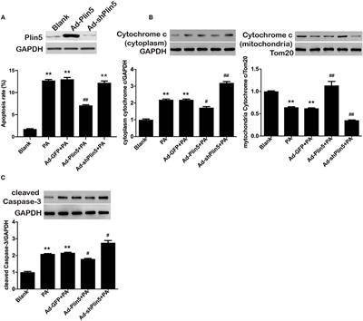 Perilipin 5 Reduces Oxidative Damage Associated With Lipotoxicity by Activating the PI3K/ERK-Mediated Nrf2-ARE Signaling Pathway in INS-1 Pancreatic β-Cells